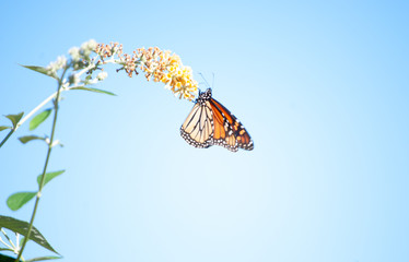 Fototapeta na wymiar Monarch butterfly hanging dangling upside down blue sky 