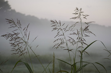 Misty Morning with Friends