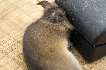 Maus in Mausefalle 