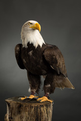 Portrait ( whole body ) of an American Bald Eagle taken in a studio ( Haliaeetus Leucocephalus ) Bird of prey predator
