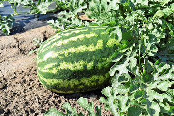 Watermelon farmland