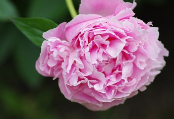 Obraz premium Peony
