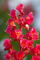 Obraz premium Spring blossoms