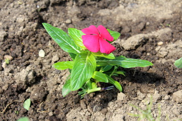Madagascar periwinkle or Catharanthus roseus or Rose periwinkle or Rosy periwinkle small purple flower with thick green leaves freshly planted and watered in local garden on warm sunny day