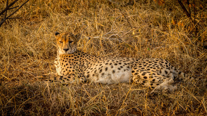 Obraz premium Cheetah in the shade of a tree in South Africa