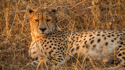 Cheetah in the shade of a tree in South Africa