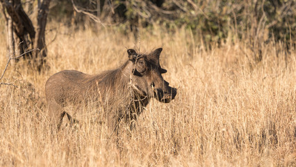 warthog in the brown grass in Kruger park 