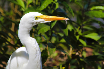 Fototapeta premium Great White Egret with Little Pieces of Feathers in its Beak (Casmerodius albus or Ardea alba)