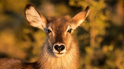 beautiful close up of a female waterbuck antelope with a heart shaped nose. 