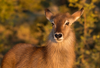 female waterbuck antelope