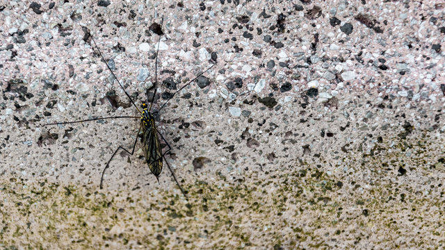 Schnake Tipulidae auf einer Wand Makro