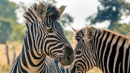 Fototapeta na wymiar Zebras in close up 