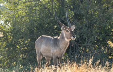 Naklejka na ściany i meble waterbuck antelope in the wild in africa
