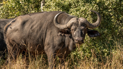 Obraz premium Cape buffalo in south africa in the Kruger park. 