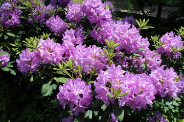 Fototapeta premium Rhododendron