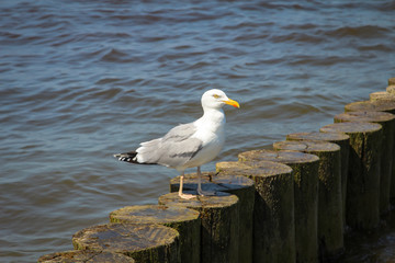 Ostsee mit Möwen 