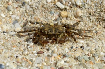 crab in the sand
