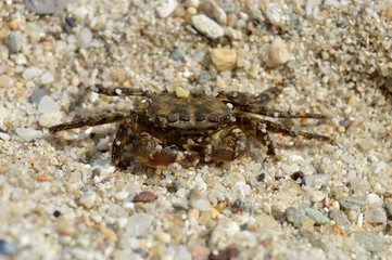 crab in the sand

