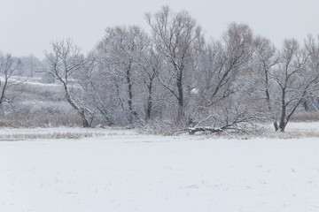 Winter rural landscape with snowy meadow and trees covered with snow