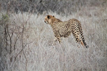Cheetah in the grass, South-Africa