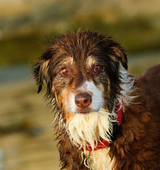 Australian Shepherd dog outdoor portrait