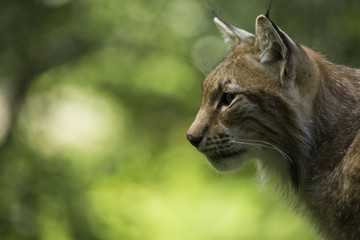 Lince Europeo