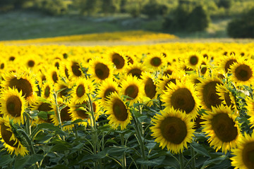 Sunflower in summer time