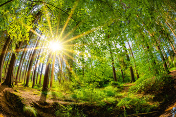 Beautiful forest in summer with bright sun shining through the trees