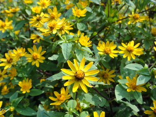 Yellow Flowers in Park