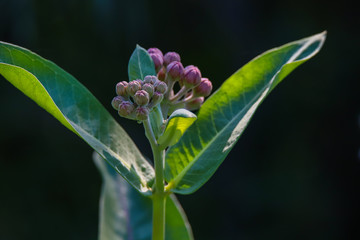 Milk Weed Before Bloom