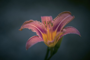 Grande fleur orange (Hémérocalle)