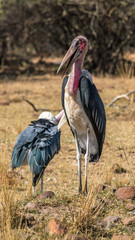 Marabou stork in a field in Africa