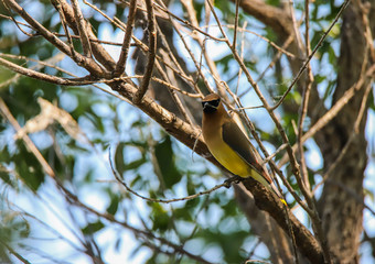 Cedar Waxwing