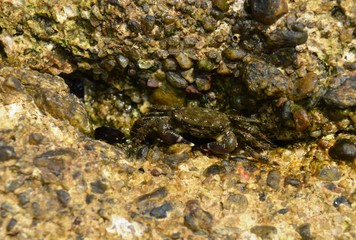 crab on the wall

