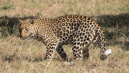 leopard on the ground in South Africa