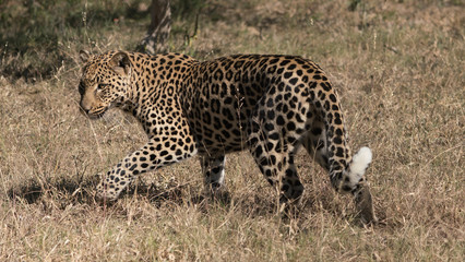 leopard on the ground in South Africa
