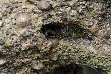 crab on the wall

