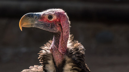 Close tight shot of a Lappet faced vulture. 