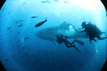 Fototapeta na wymiar Unedited scuba divers with whale shark in galapagos, darwin island
