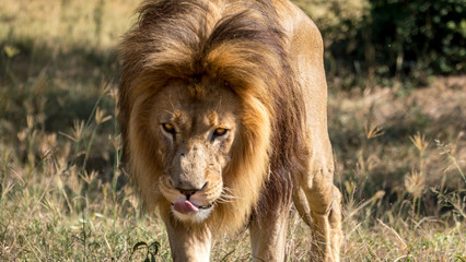 Male lion in close up in South africa