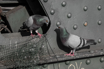 Fototapeta premium Two pigeons look at each other, being under a metal bridge. Look at the photo moment.