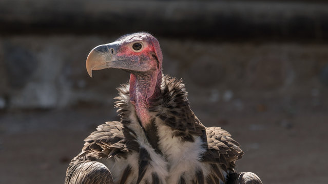 Close Tight Shot Of A Lappet Faced Vulture. 