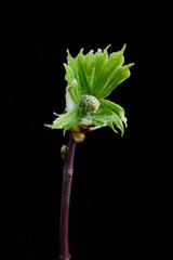 Leaves of a young chestnut on a black background