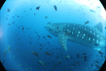 Obraz premium Raw Unedited Whale Shark from Darwin Island Galapagos
