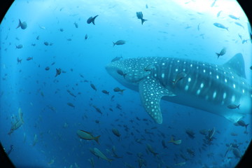 Raw Unedited Whale Shark from Darwin Island Galapagos