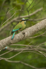 Turquoise Browed Mot Mot Sits on Branch
