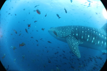 Naklejka premium Raw Unedited Whale Shark from Darwin Island Galapagos
