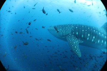 Fototapeta na wymiar Raw Unedited Whale Shark from Darwin Island Galapagos