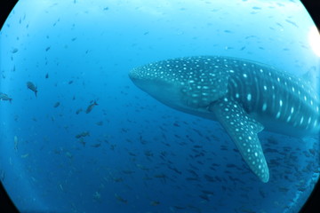 Fototapeta premium Huge Pregnant Female Whale Shark from Galapagos Islands