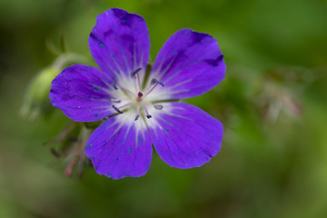 Wald-Storchschnabel - Geranium sylvaticum